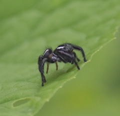 Carrhotus viduus