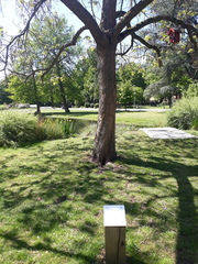 Catalpa speciosa