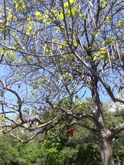 Catalpa speciosa