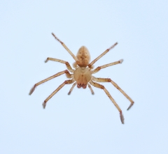 Heteropoda nilgirina