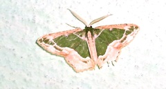 Eucyclodes alboviridis