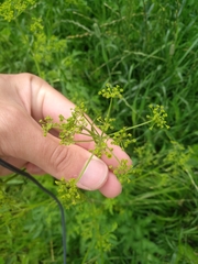 Pastinaca sativa