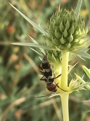 Chlorophorus trifasciatus