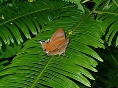 Abisara savitri