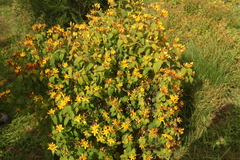 Hypericum atomarium
