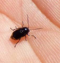 Cryptocephalus moraei