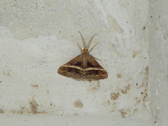 Lepidoptera