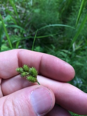 Carex bebbii