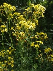 Jacobaea