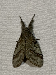 Dasychira obliquata
