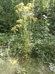 Jacobaea