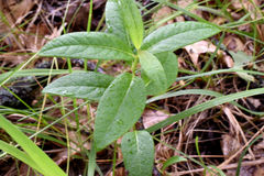 Asclepias ovalifolia