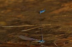 Prodasineura laidlawii