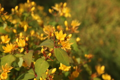 Hypericum atomarium