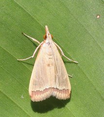 Autocharis mimetica