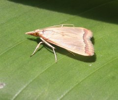 Autocharis mimetica
