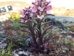 Pedicularis hirsuta