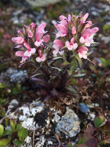 Hairy Lousewort