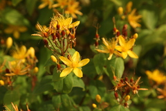 Hypericum atomarium