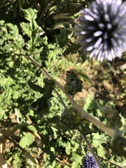Echinops bannaticus