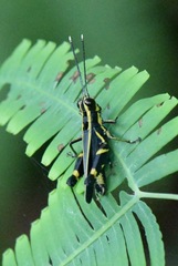 Traulia azureipennis