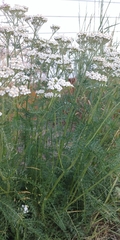 Achillea millefolium image