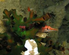 Oxycirrhites typus