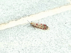 Utetheisa pulchella