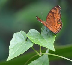 Junonia hedonia ida
