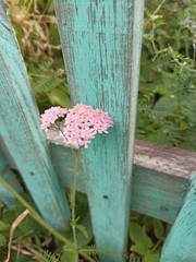 Achillea asiatica