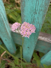 Achillea asiatica
