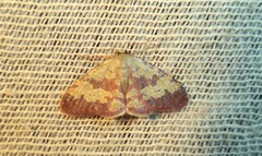 Idaea vacillata