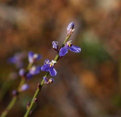 Comesperma scoparium