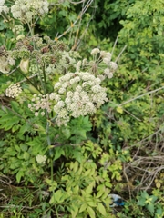 Angelica sylvestris