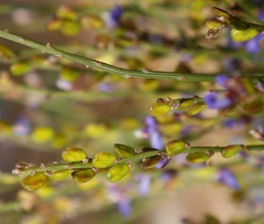 Comesperma scoparium
