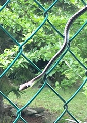 Dendrelaphis kopsteini
