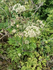 Angelica sylvestris