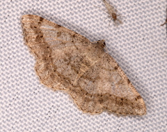 Digrammia gnophosaria