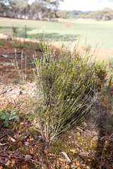 Comesperma scoparium