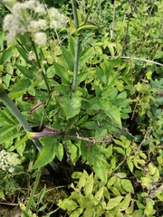 Angelica sylvestris
