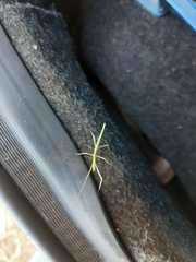 Bacillidae