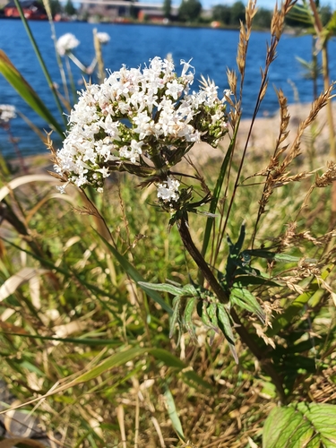 Valeriana officinalis