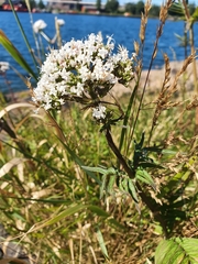 Gewöhnlicher Arznei-Baldrian (Valeriana officinalis): Herkunft und Verwendung — Foto 2