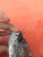 Leptoderis