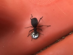 Leptoderis