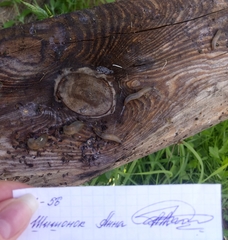 Deroceras caucasicum