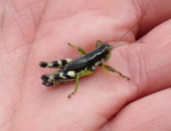 Melanoplus viridipes