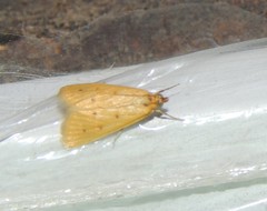 Lepidoptera
