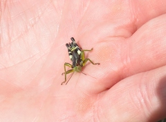 Melanoplus viridipes