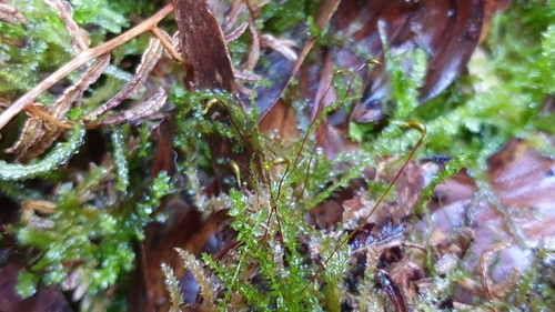 Image of Rhynchostegium tenuifolium by (c) Andrew Thornhill, some rights reserved (CC BY)
